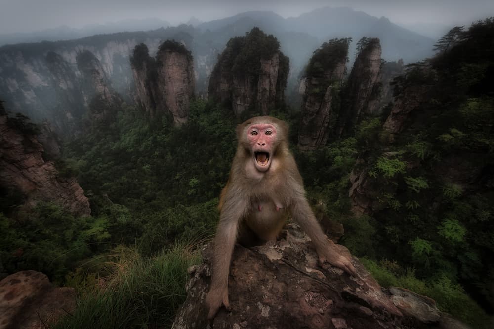 Screaming Monkey Mountains by Roberto Marchegiani — canvas wall art