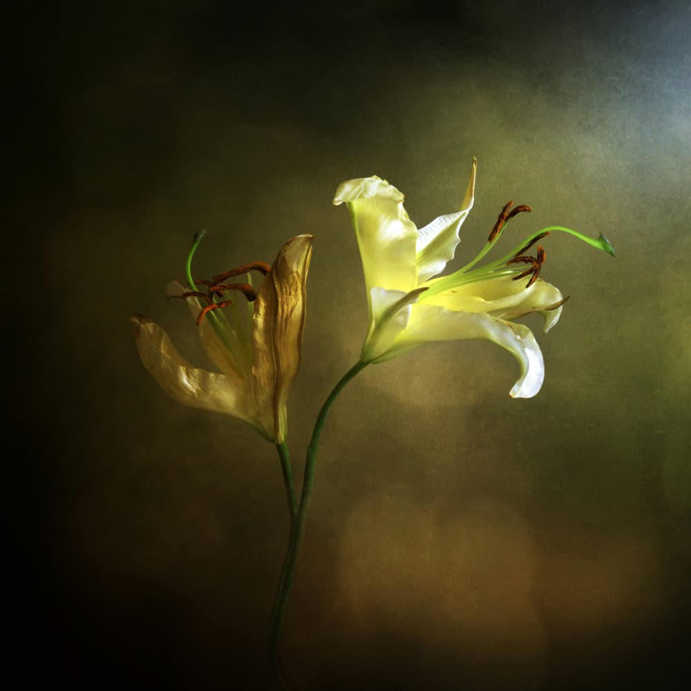 Blooming and Fading Lily by Margaret Halaby — canvas wall art