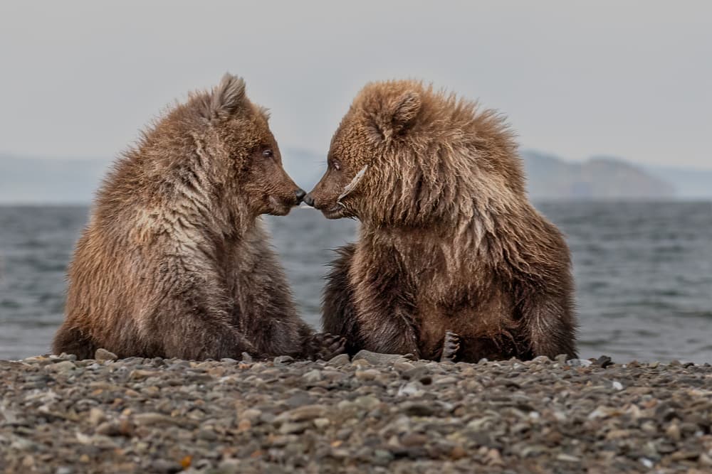 Bear Cubs Noses by Siyu_Wei APA — canvas wall art