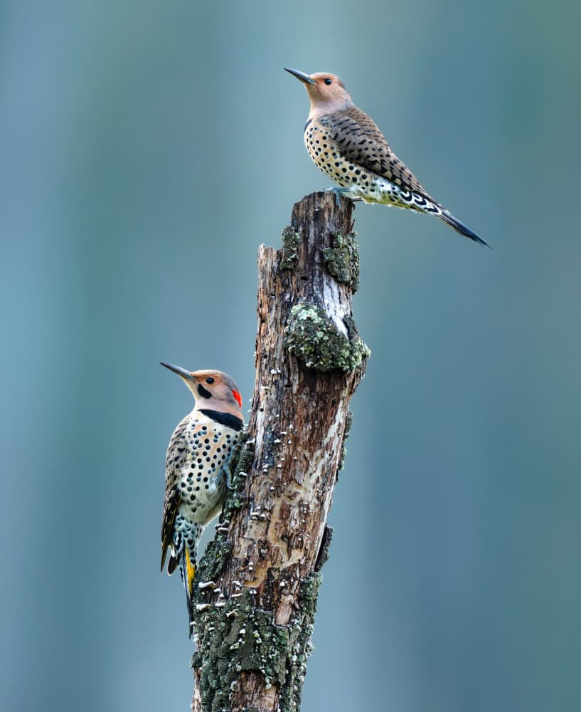 Flickers on Woodland Stump by Catherine Wang — canvas wall art