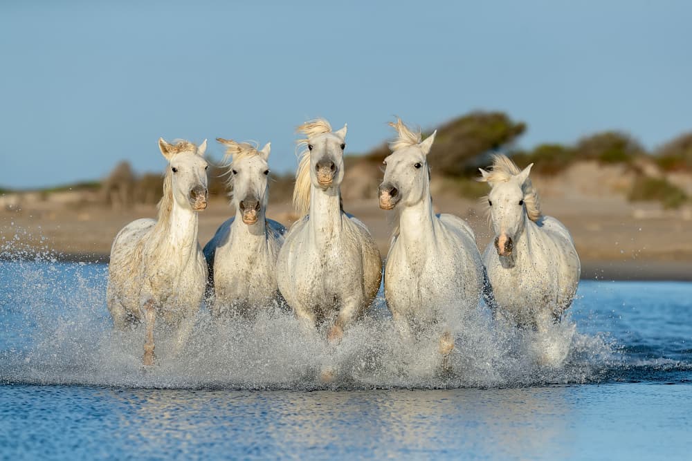 Wild Horses Gallop by Joan Gil Raga — canvas wall art