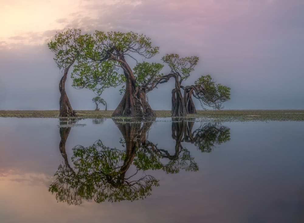 Ethereal Mangrove Reflection by Yuan Su — canvas wall art