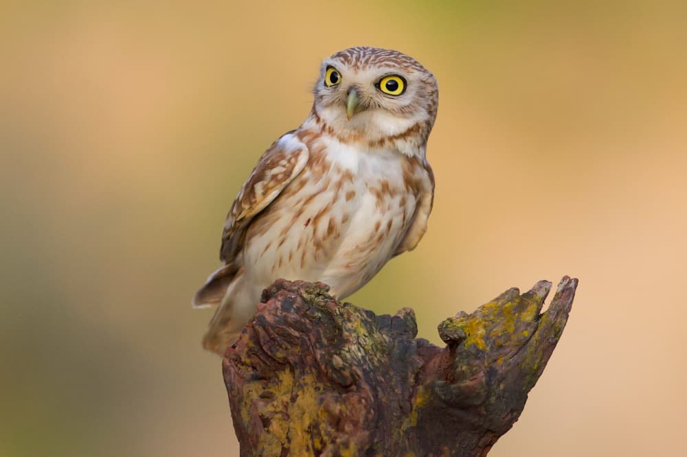 Curious Little Owl by David Manusevich — canvas wall art
