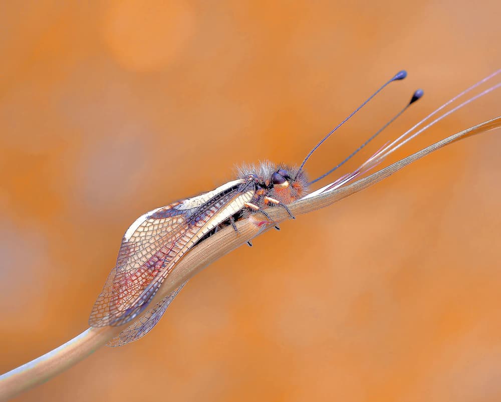 Furry Feathery Insect by Thierry Dufour — canvas wall art