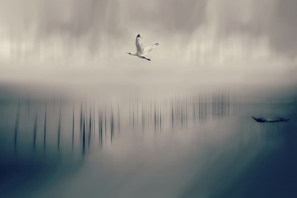 Flying Crane Mist by MingLun Tsai (蔡明倫) — canvas wall art