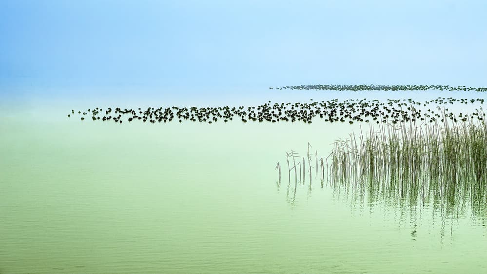 Serene Lake Reeds by Ulrike Eisenmann — canvas wall art