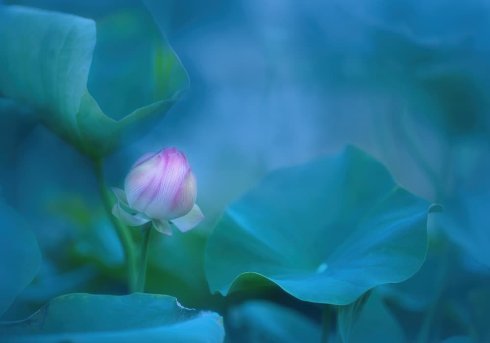 Pink Lotus Bud by Judy Tseng — canvas wall art