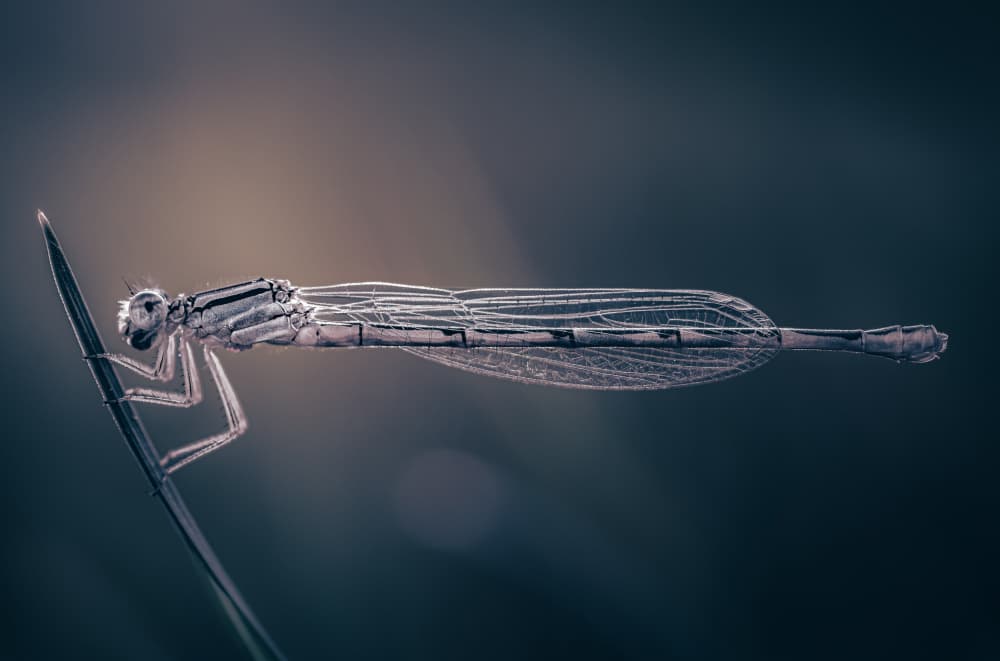 Delicate Damselfly Glow by Atul Saluja — canvas wall art