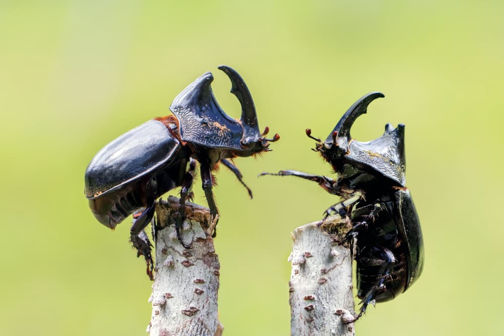 Rhinoceros Beetle Standoff by Fauzan Maududdin — canvas wall art
