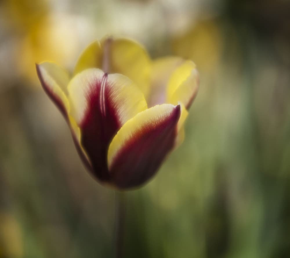 Golden Crimson Tulip by Anna Cseresnjes — canvas wall art