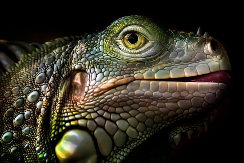 Green Iguana Portrait by Fauzan Maududdin — canvas wall art