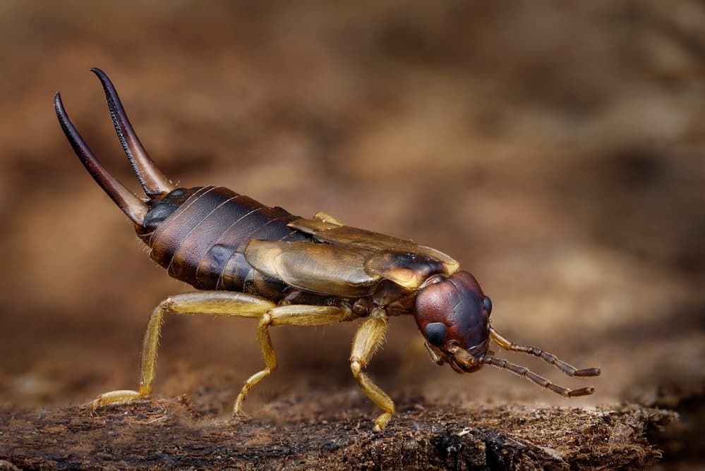 Fascinating Earwig Macro by Carles Just — canvas wall art