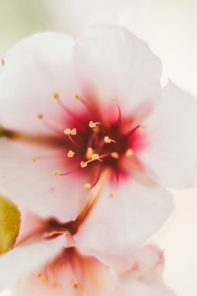Pink Blossom Macro by Javier Pardina — canvas wall art