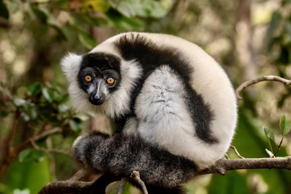 Watchful Ruffed Lemur by Serge Melesan — canvas wall art