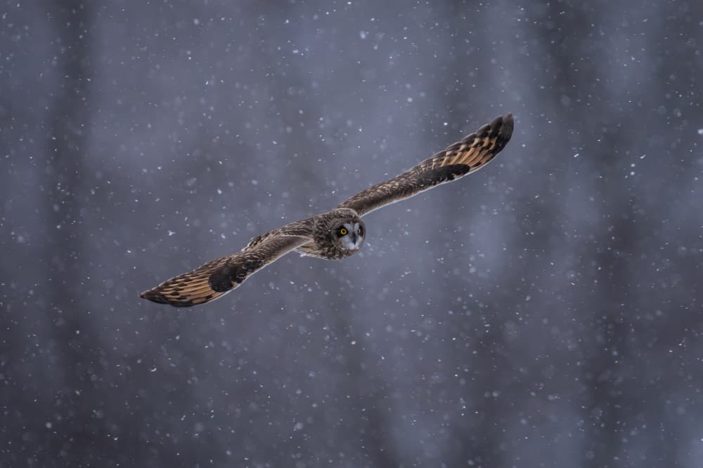 Winter Owl Flight by Max Wang — canvas wall art