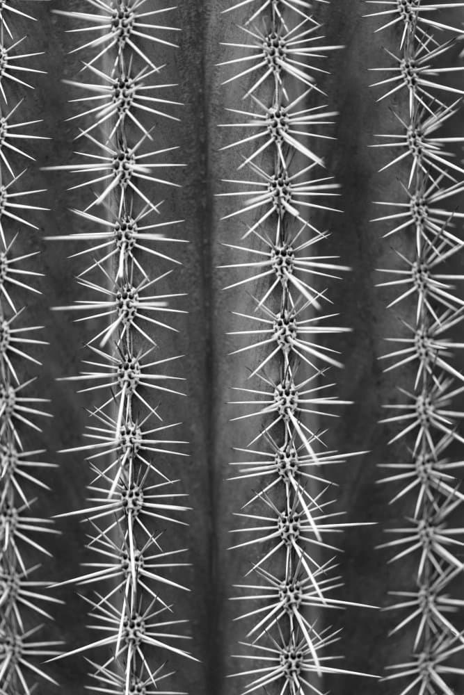 Sharp Cactus Spines by Pictufy Studio III — canvas wall art