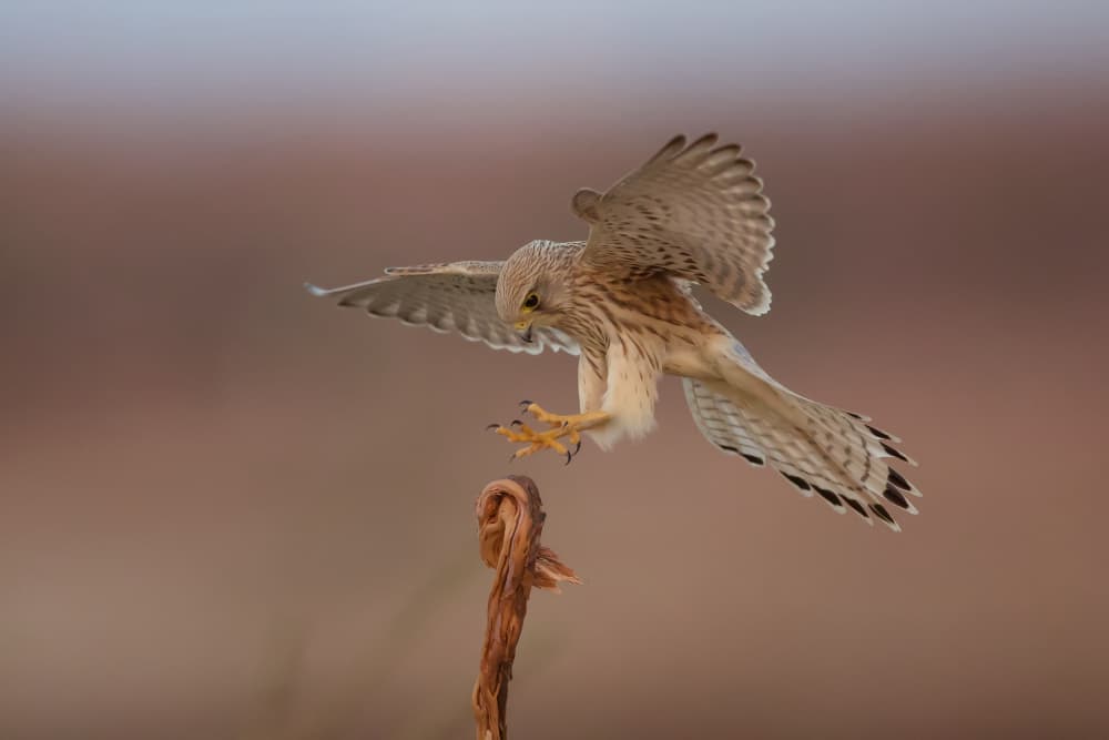 Kestrel's Graceful Landing by David Manusevich — canvas wall art