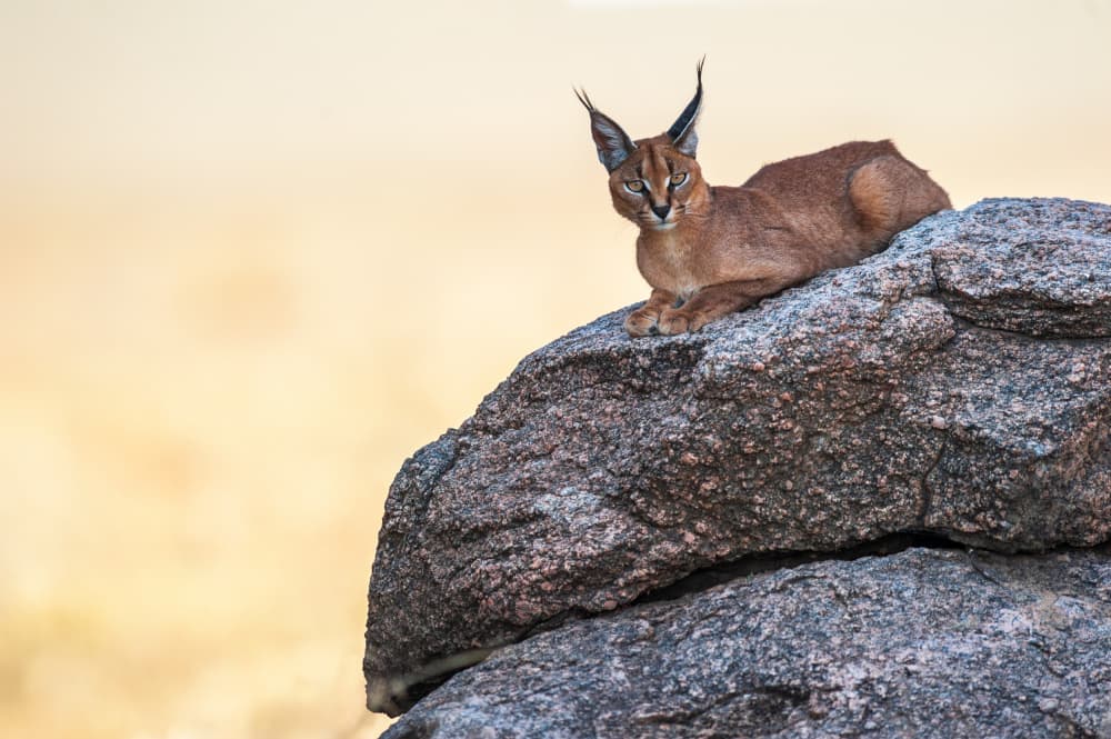 Caracal on Watch by Massimo Felici — canvas wall art