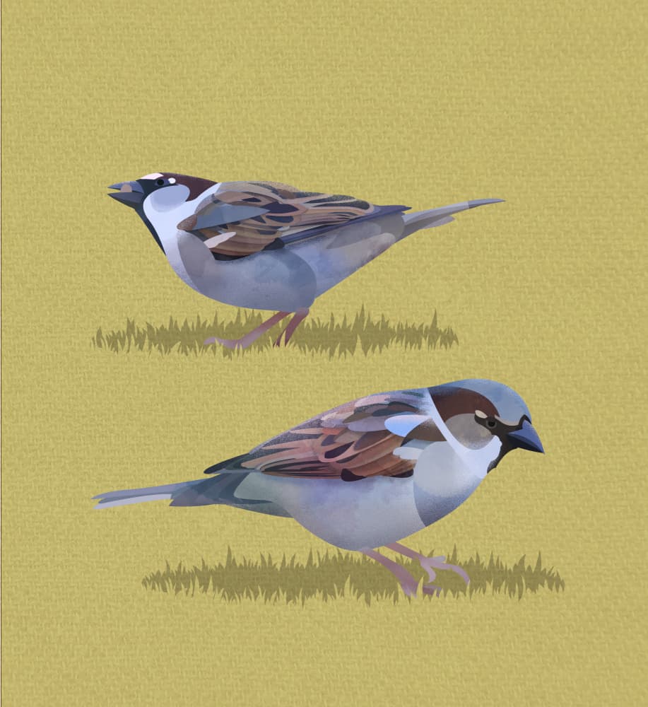 Peaceful Sparrows by Franco Caballero — canvas wall art
