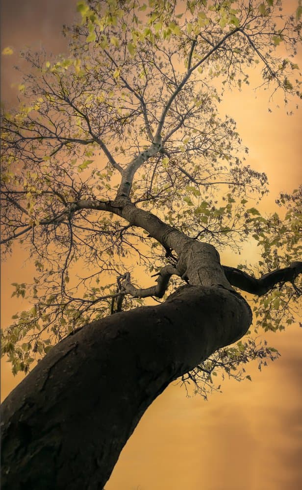 Majestic Tree Golden Sky by Larry Deng APA — canvas wall art