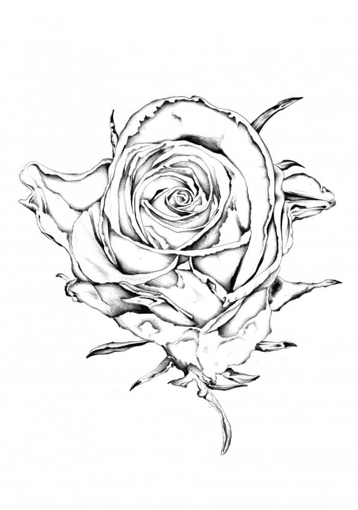 Elegant Rose Drawing by Kulik — canvas wall art
