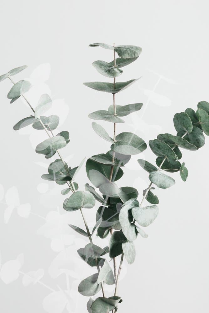 Elegant Eucalyptus Branches by Pictufy Studio III — canvas wall art