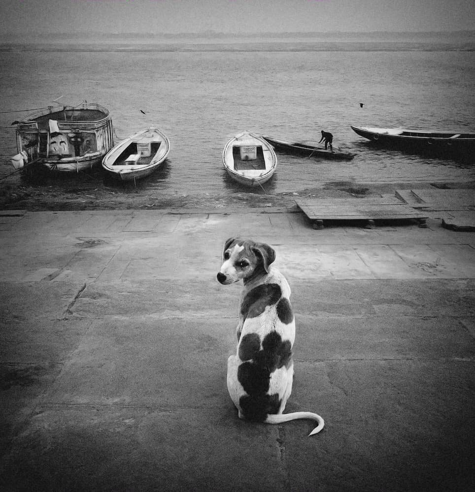 Dog By The River by Roxana Labagnara — canvas wall art
