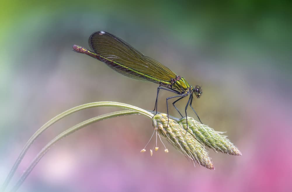 Emerald Damselfly Rest by Fabrizio Daminelli — canvas wall art
