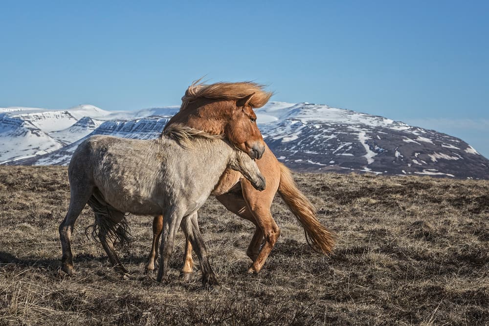 Icelandic Horses Play by Bragi Ingibergsson - BRIN — canvas wall art
