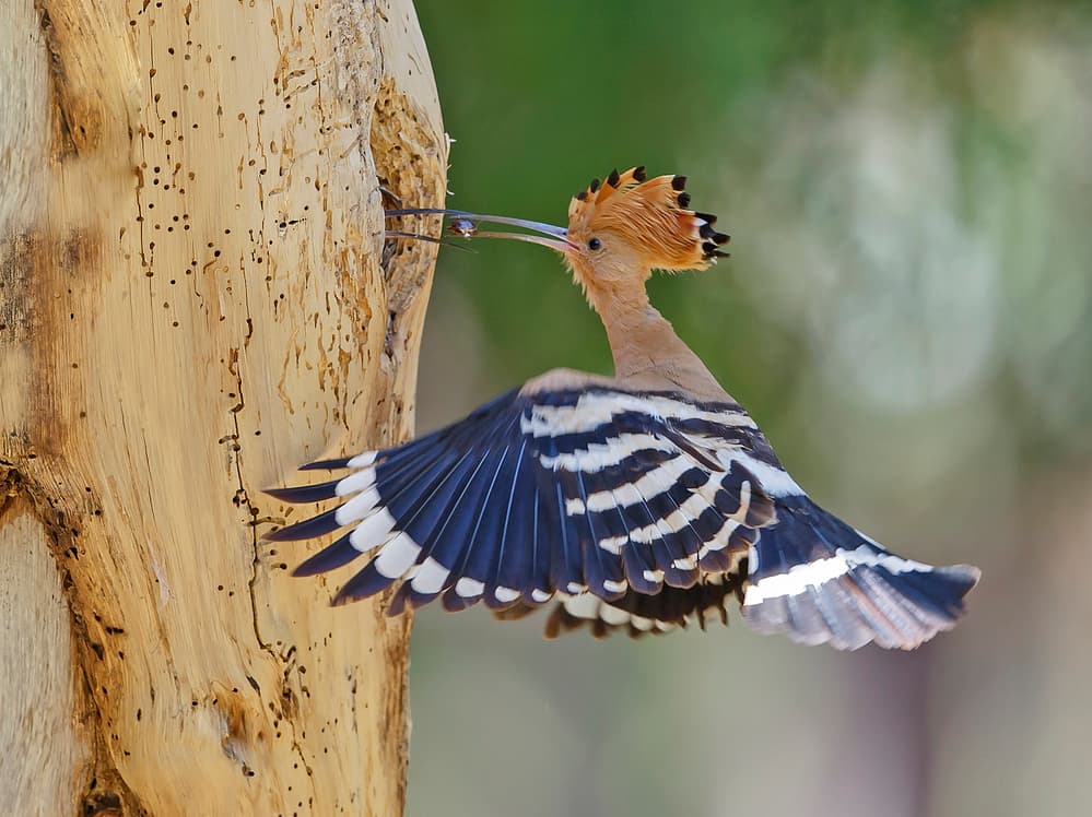 Hoopoe Feeding Tree by Shlomo Waldmann — canvas wall art