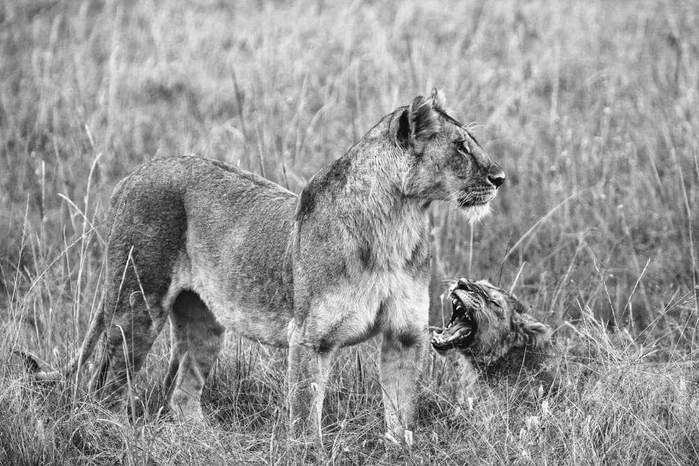Lioness and Roaring Cub by Vedran Vidak — canvas wall art