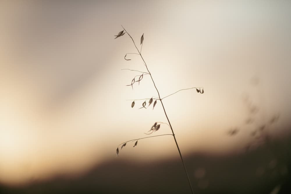 Delicate Golden Grass by Crystal Lynn Collins — canvas wall art