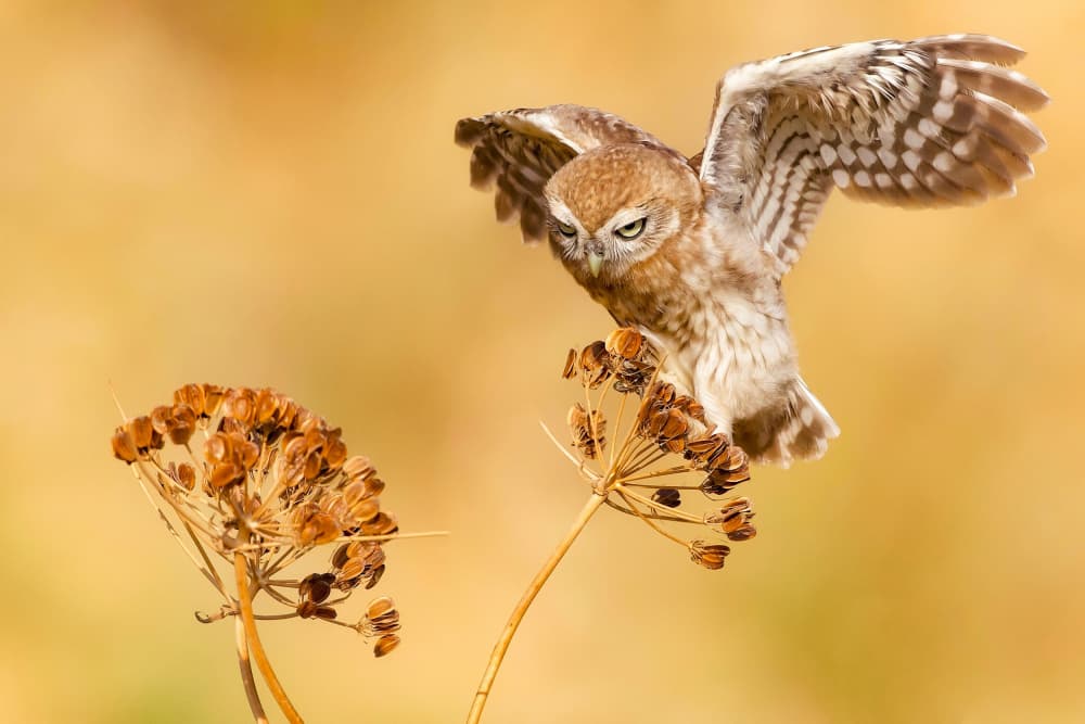 Little Owl Landing by David Manusevich — canvas wall art