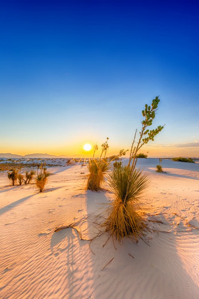 Golden Desert Sunset by Melanie Viola — canvas wall art