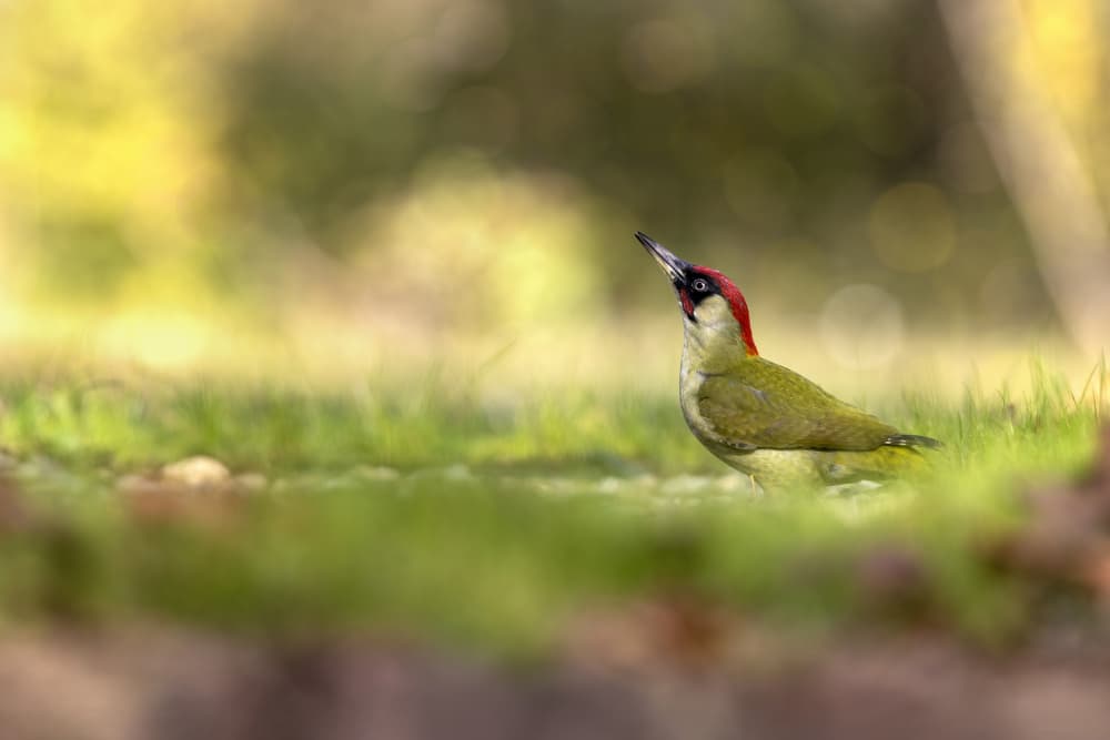 Green Woodpecker Watching by Marco Redaelli — canvas wall art