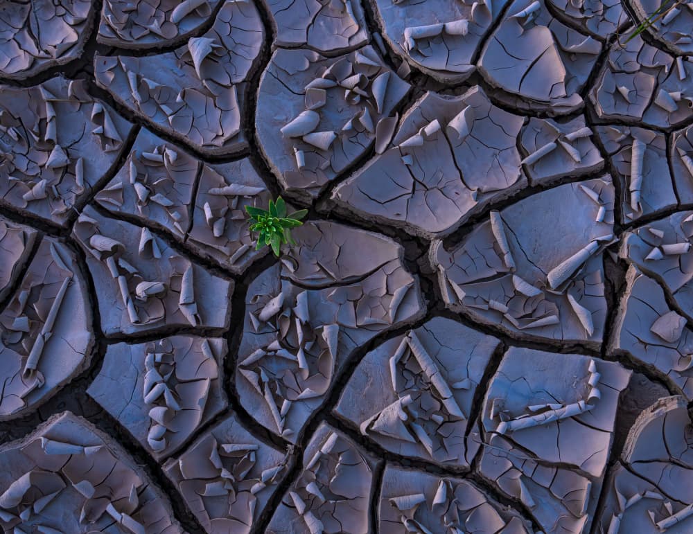 New Life Dry Earth by Ruiqing P. — canvas wall art