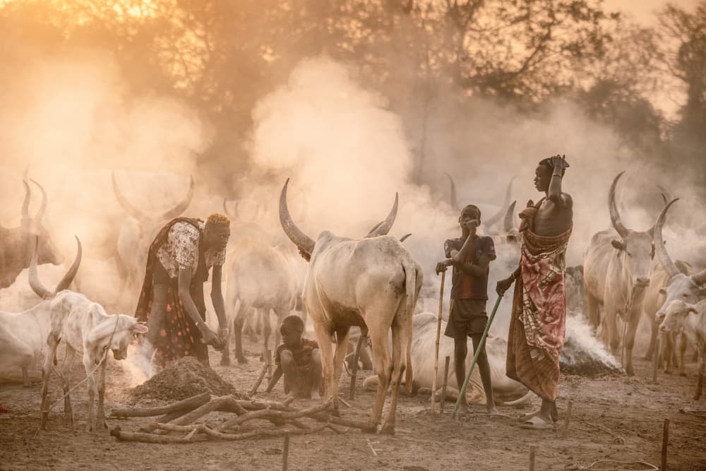 Warm African Cattle Camp by Trevor Cole — canvas wall art