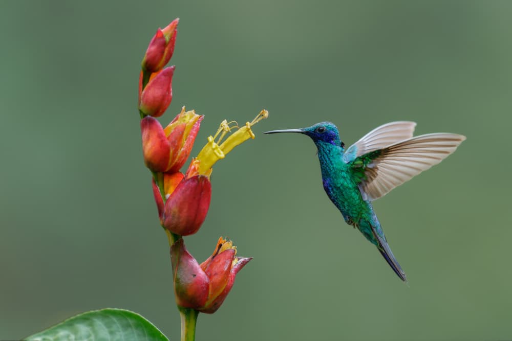 Vibrant Hummingbird Feeding by Rajat Dhesi — canvas wall art