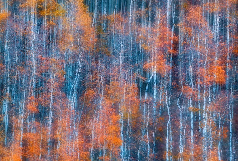Autumn Forest Colors by Mei Xu — canvas wall art