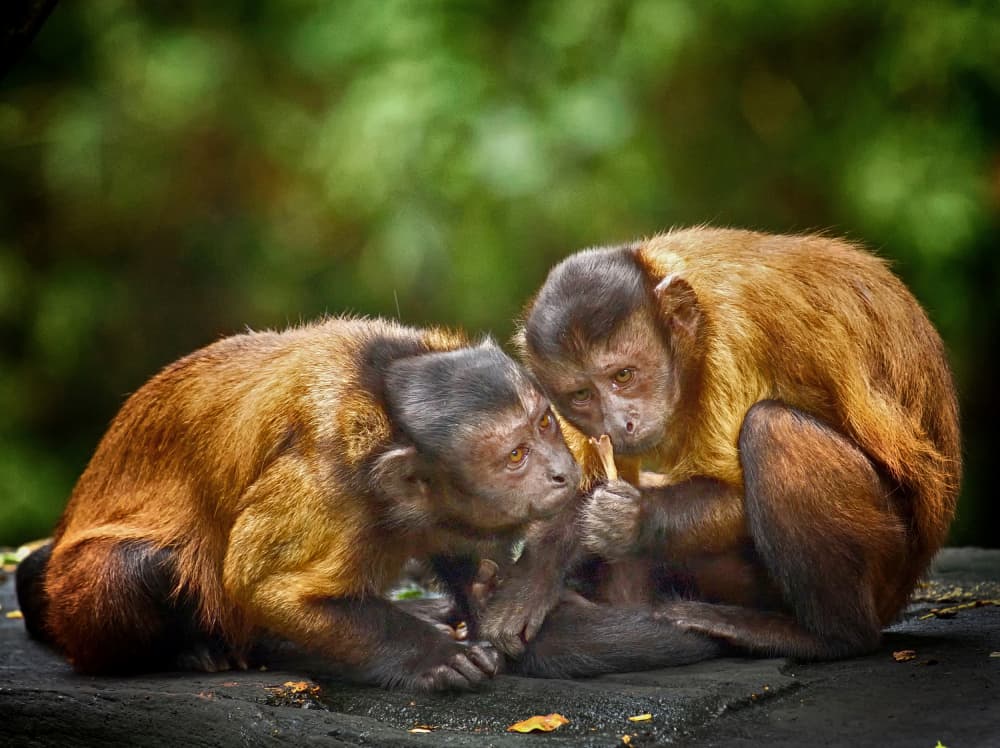 Two Capuchin Monkeys by Angela Muliani Hartojo — canvas wall art