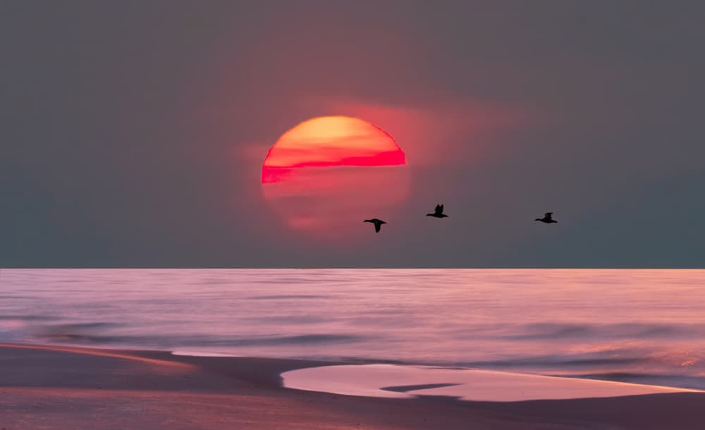 Red Sunset Ocean Birds by Erik Engström — canvas wall art