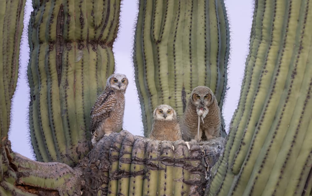 Baby Owls In Saguaro by Max Wang — canvas wall art