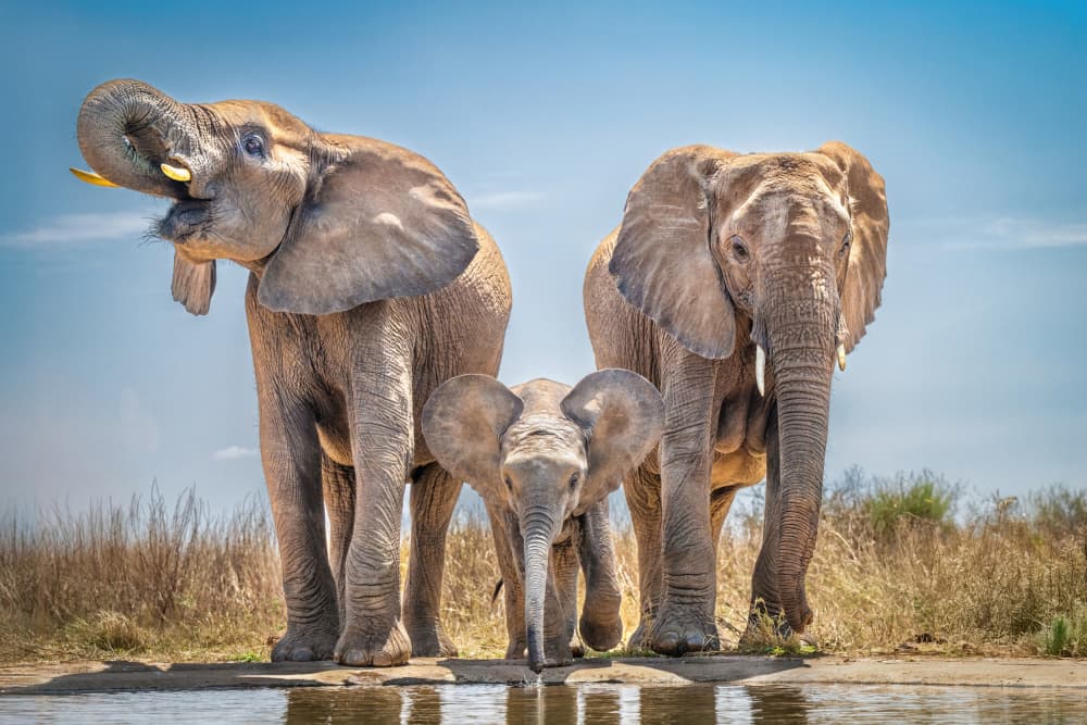 African Elephant Family by Jeffrey C. Sink — canvas wall art