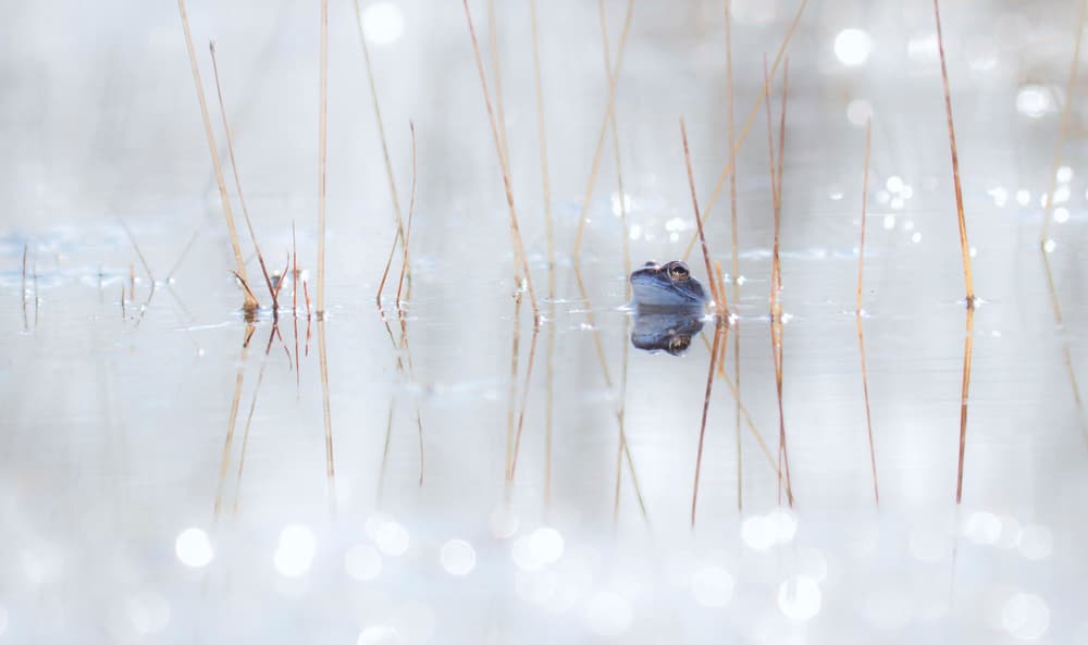 Peeking Frog Reflection by Daan de Vos — canvas wall art