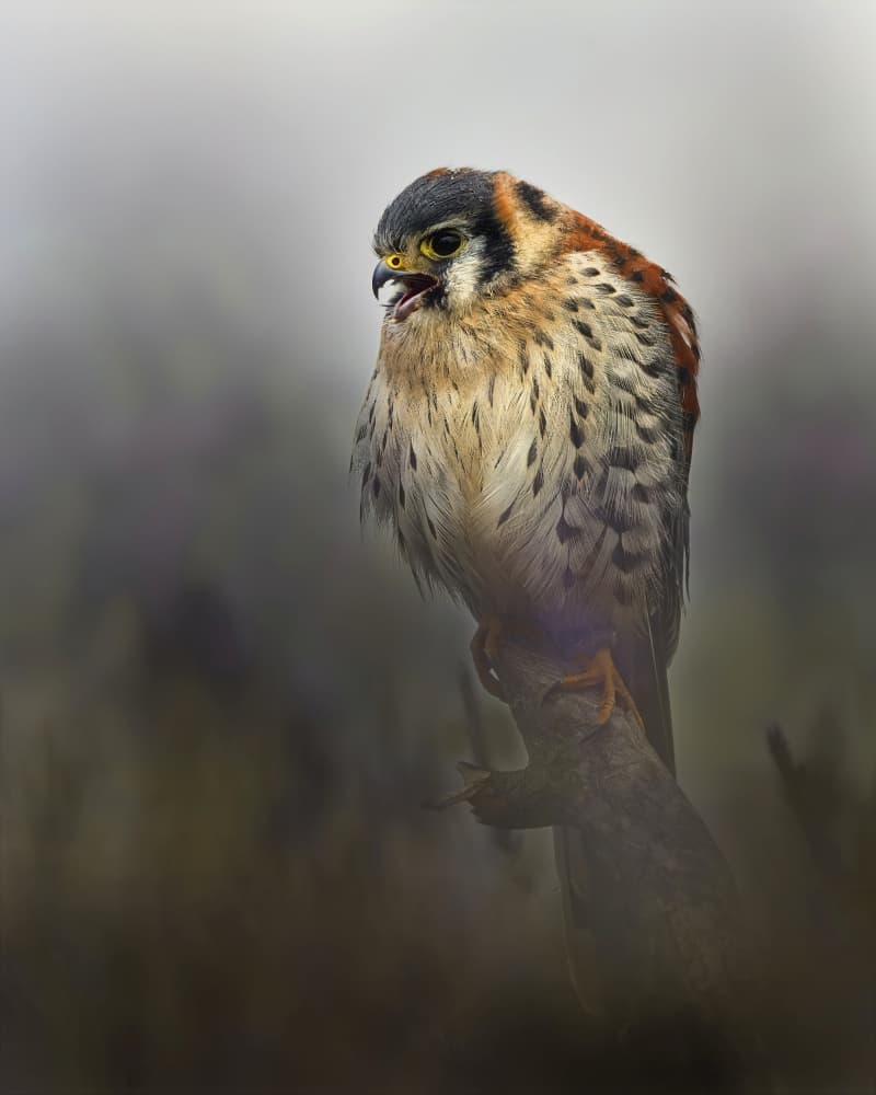 Vocal American Kestrel by Michaela Firešová — canvas wall art