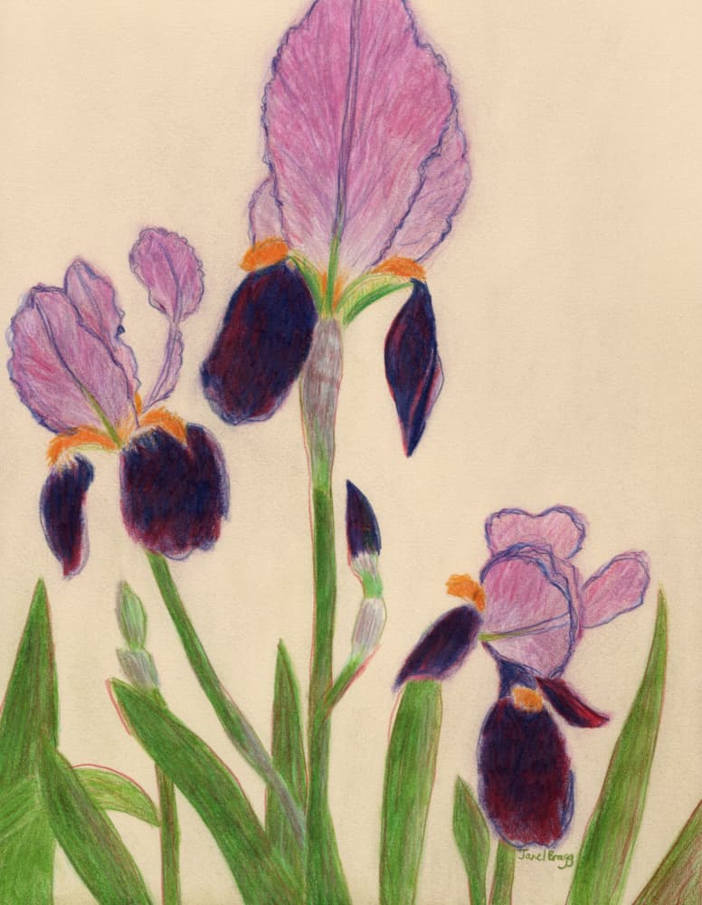 Vibrant Purple Irises by Janel Bragg — canvas wall art