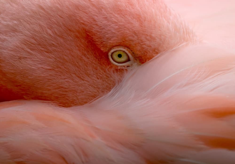 Peeking Flamingo Eye by Robin Wechsler — canvas wall art
