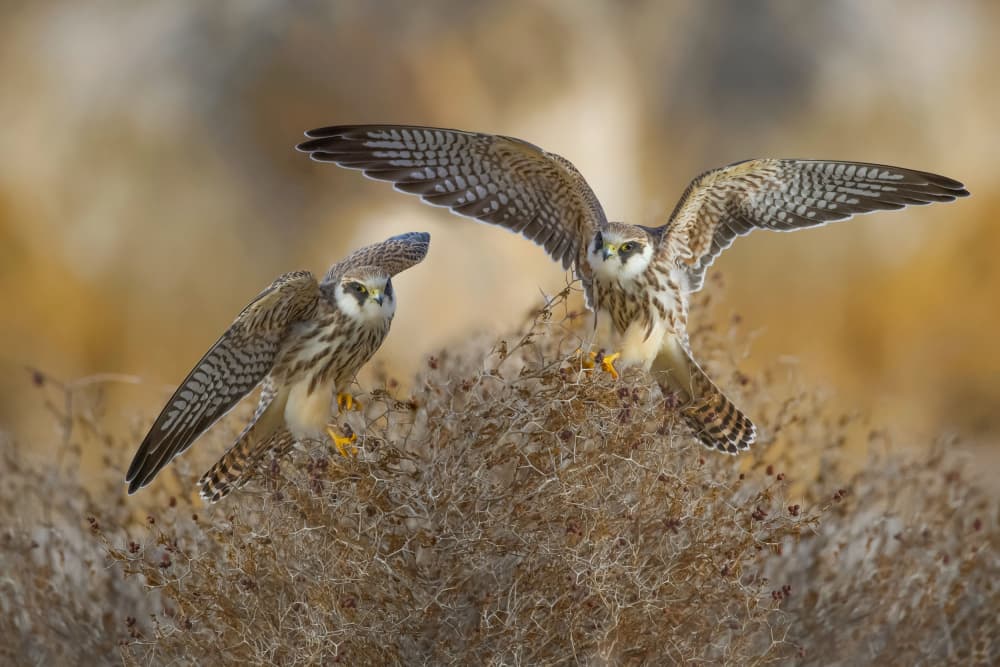 Falcons Taking Flight by David Manusevich — canvas wall art