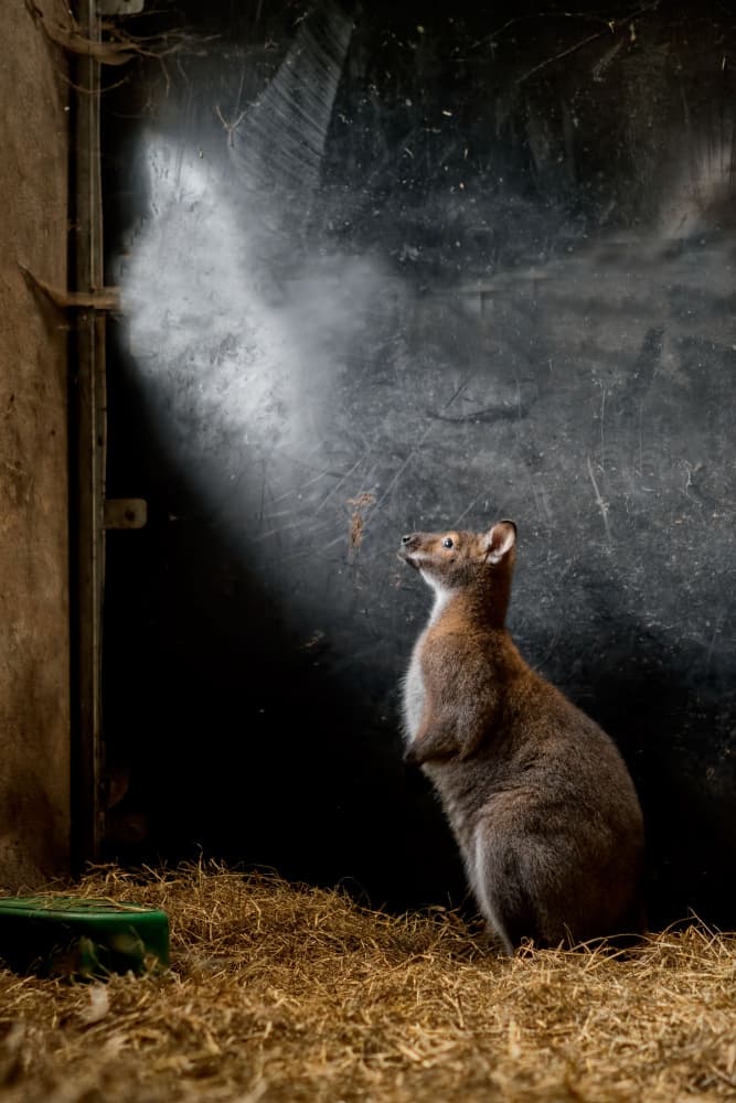 Curious Wallaby in Light by Gert van den Bosch — canvas wall art