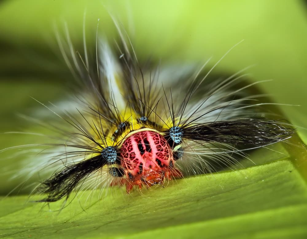 Vivid Hairy Caterpillar by Jimmy Hoffman — canvas wall art